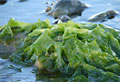 seaweed_280609