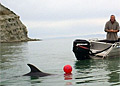 set-net_270807
