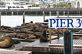 sf-sealion_030110
