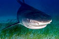 shark-bahamas_060711