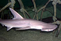 shark-bonnet_230507