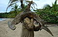 shark-dead_120313