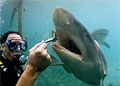 shark-feed_100906