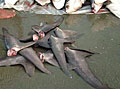 shark-finning_170908