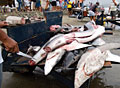 shark-finning_280111