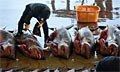shark-fishing_120211