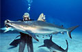 shark-handler_290611
