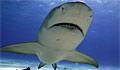 shark-lemon_270308