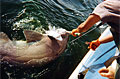 shark-longline_300108