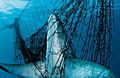 shark-net_110511
