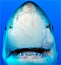 shark-noteeth_100310