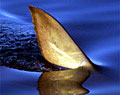 sharkFin_200904