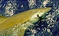 shark_020506