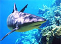shark_050711