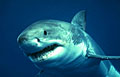shark_090707