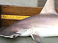 shark_110606
