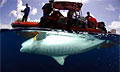 shark_120610
