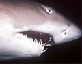 shark_140206