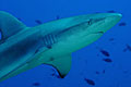 shark_160903