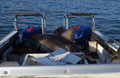 shark_220711