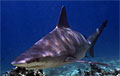 shark_251107
