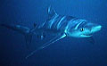 shark_blue