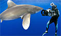 shark_camera_020807