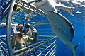 shark_feeding_120510