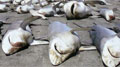 shark_finning_030408