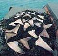 shark_finning_260605