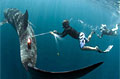 shark_fly_280608