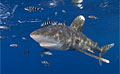 shark_oceanic_190308