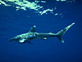 shark_oceanic_whitetip