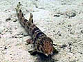 shark_walking