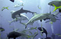 sharkfeed_100308