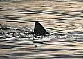 sharkfin_071004
