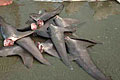 sharkfin_270409