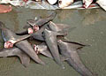 sharkfins_111009