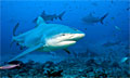 sharks_050812