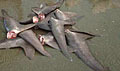sharks_060209