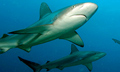 sharks_221210