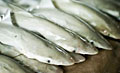 sharks_260211