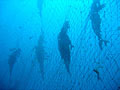 sharks_net_061005