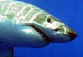 sharkwhite_260406