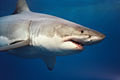 sharkwhite_301204