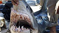 sharm-shark_131210