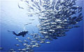 sharm_091210