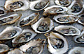 shellfish_061107