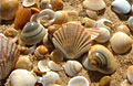 shells_230408