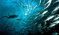 shoals_210611